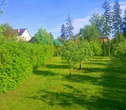 Беларусь, Могилёвская область, Горецкий район, Горки, Дальняя улица, 31, фото 2
