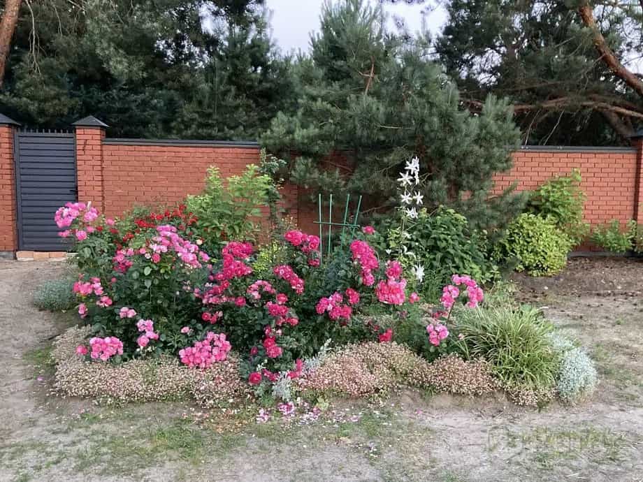 Беларусь, Брестский район, Знаменский сельсовет, деревня Збунин, Центральная улица, 6, фото 22