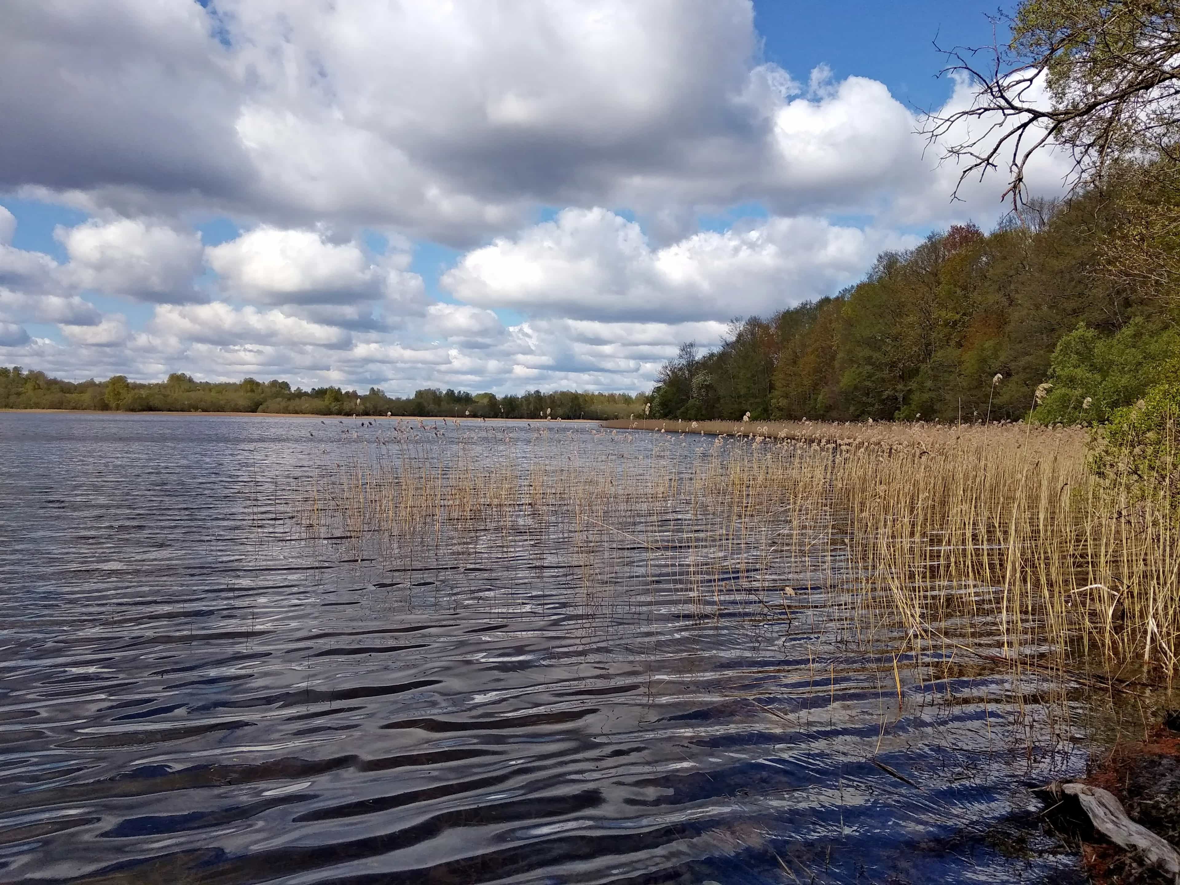 Беларусь, Витебская область, Городокский район, Вировлянский сельсовет, деревня Раково, Залесская улица, 2, фото 17