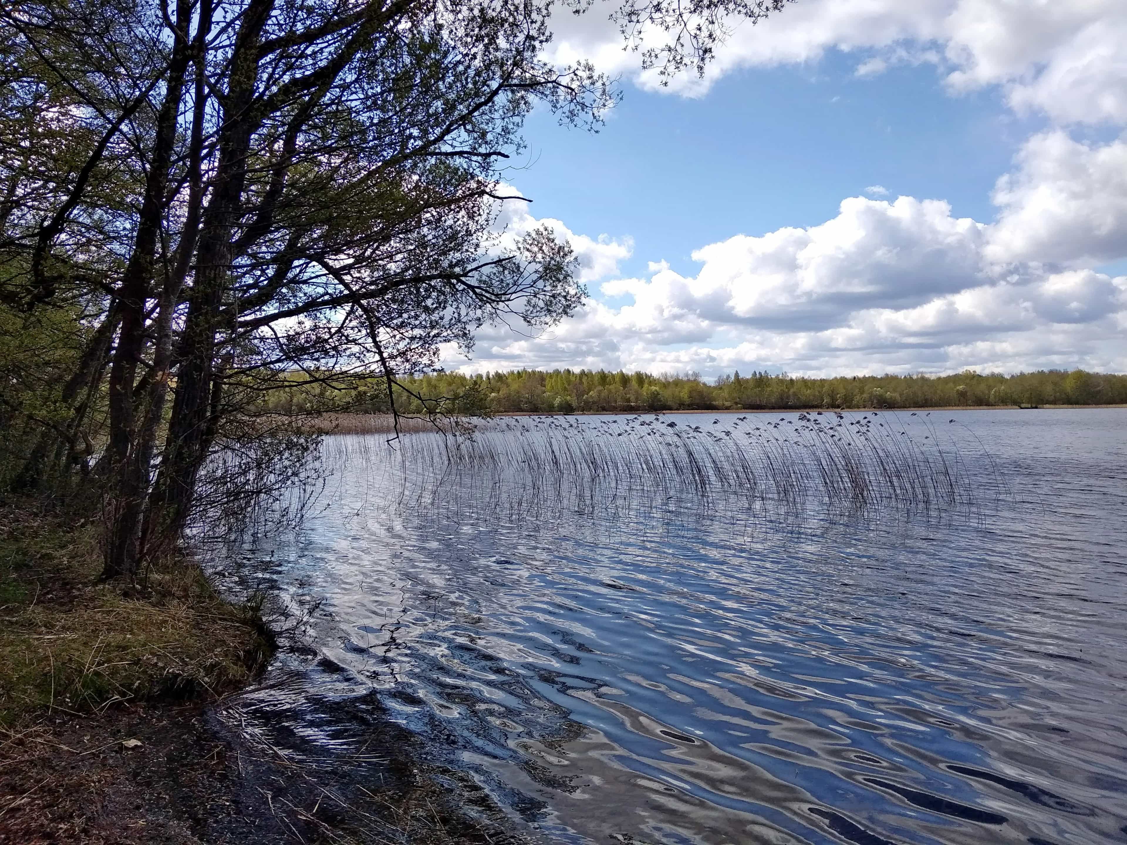 Беларусь, Витебская область, Городокский район, Вировлянский сельсовет, деревня Раково, Залесская улица, 2, фото 18