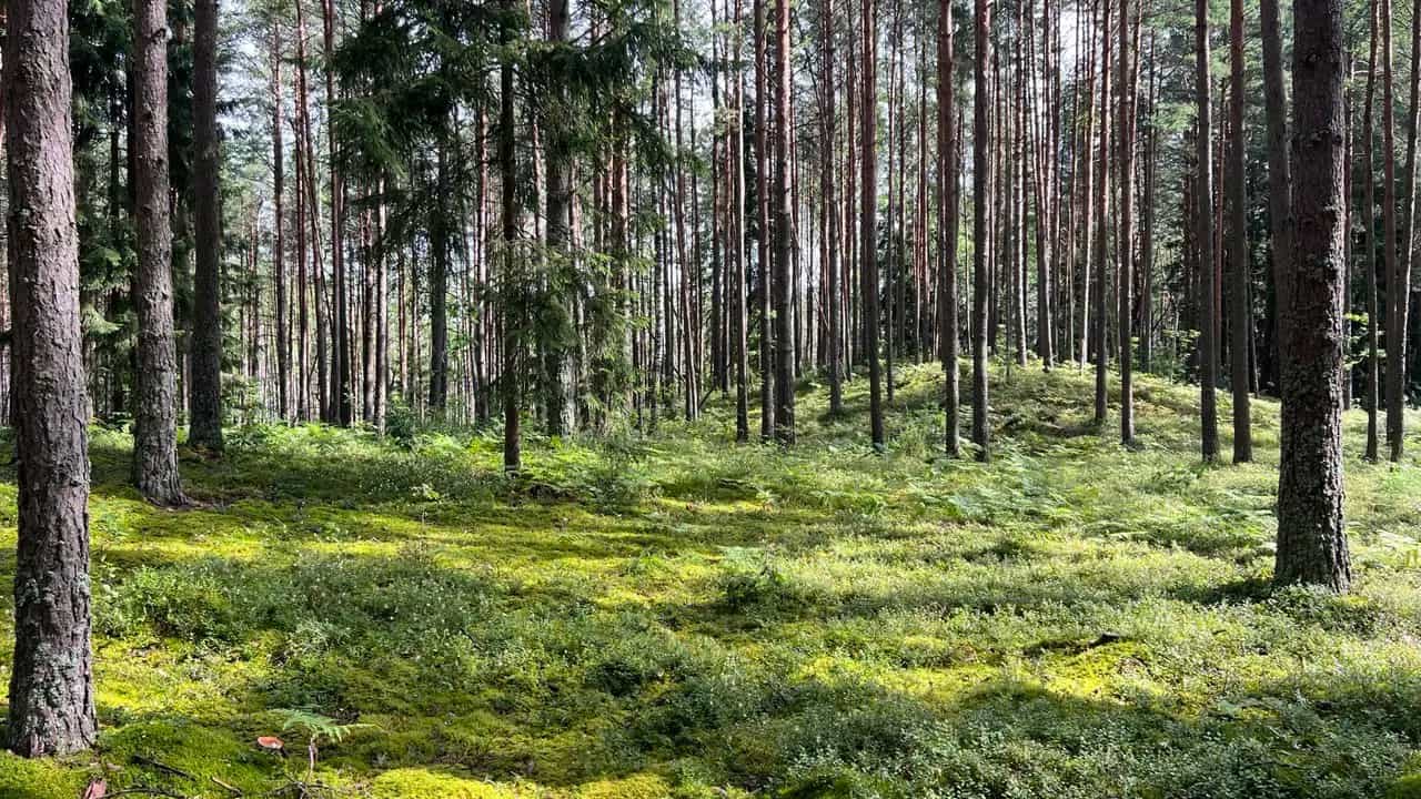 Беларусь, Витебская область, Браславский район, Плюсский сельсовет, деревня Чернишки, 9Б, фото 50