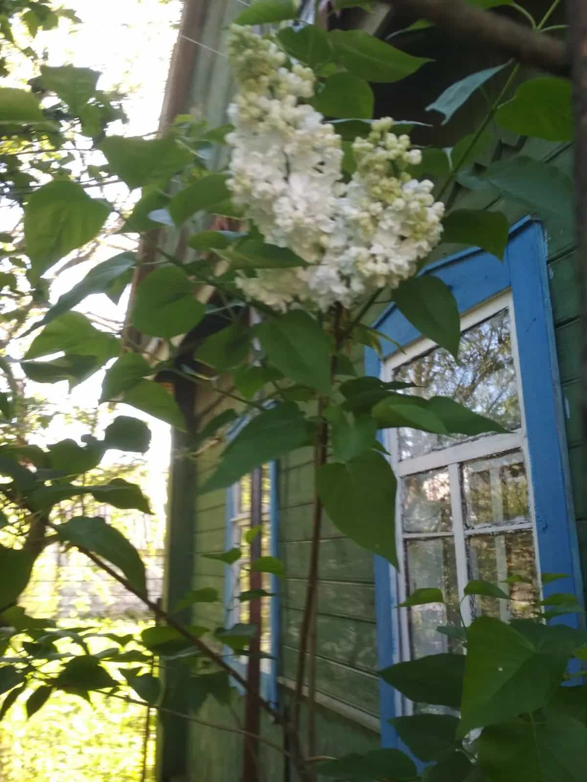 Беларусь, Могилёвская область, Славгород, улица Карла Маркса, 47, фото 2