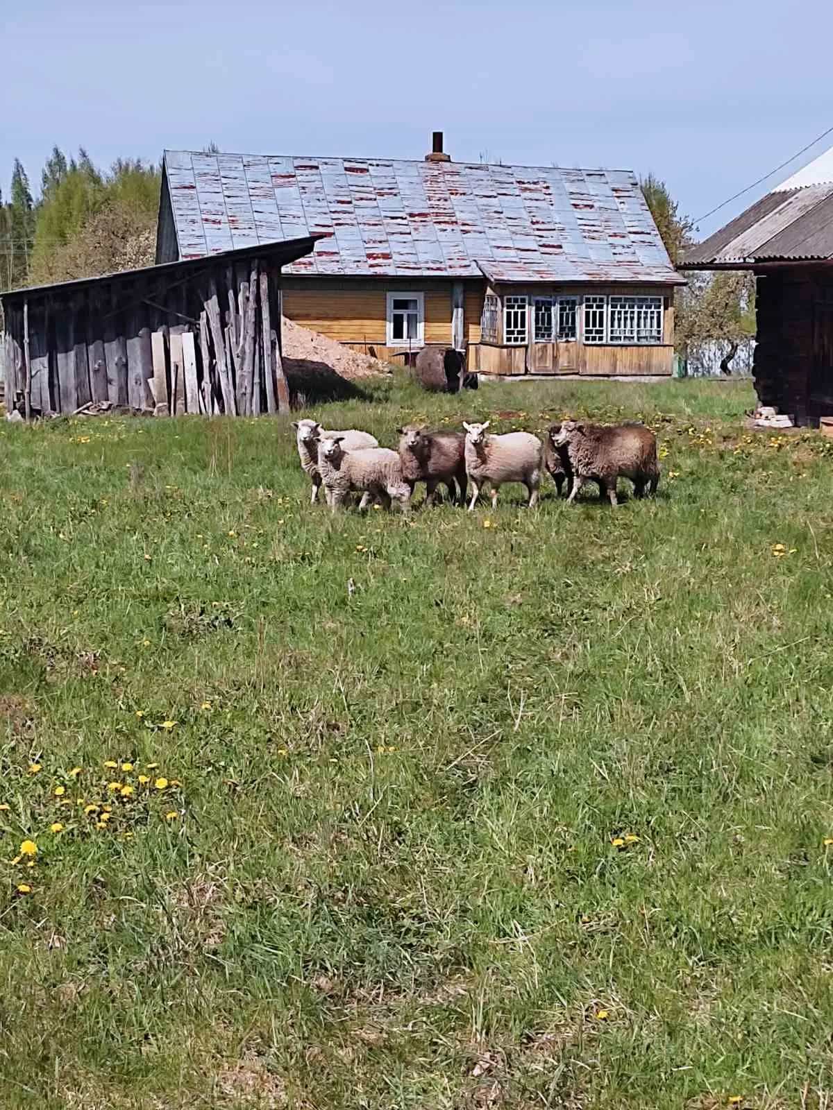 Беларусь, Гродненская область, Ивьевский сельсовет, деревня Большие Сонтаки, 15, фото 3