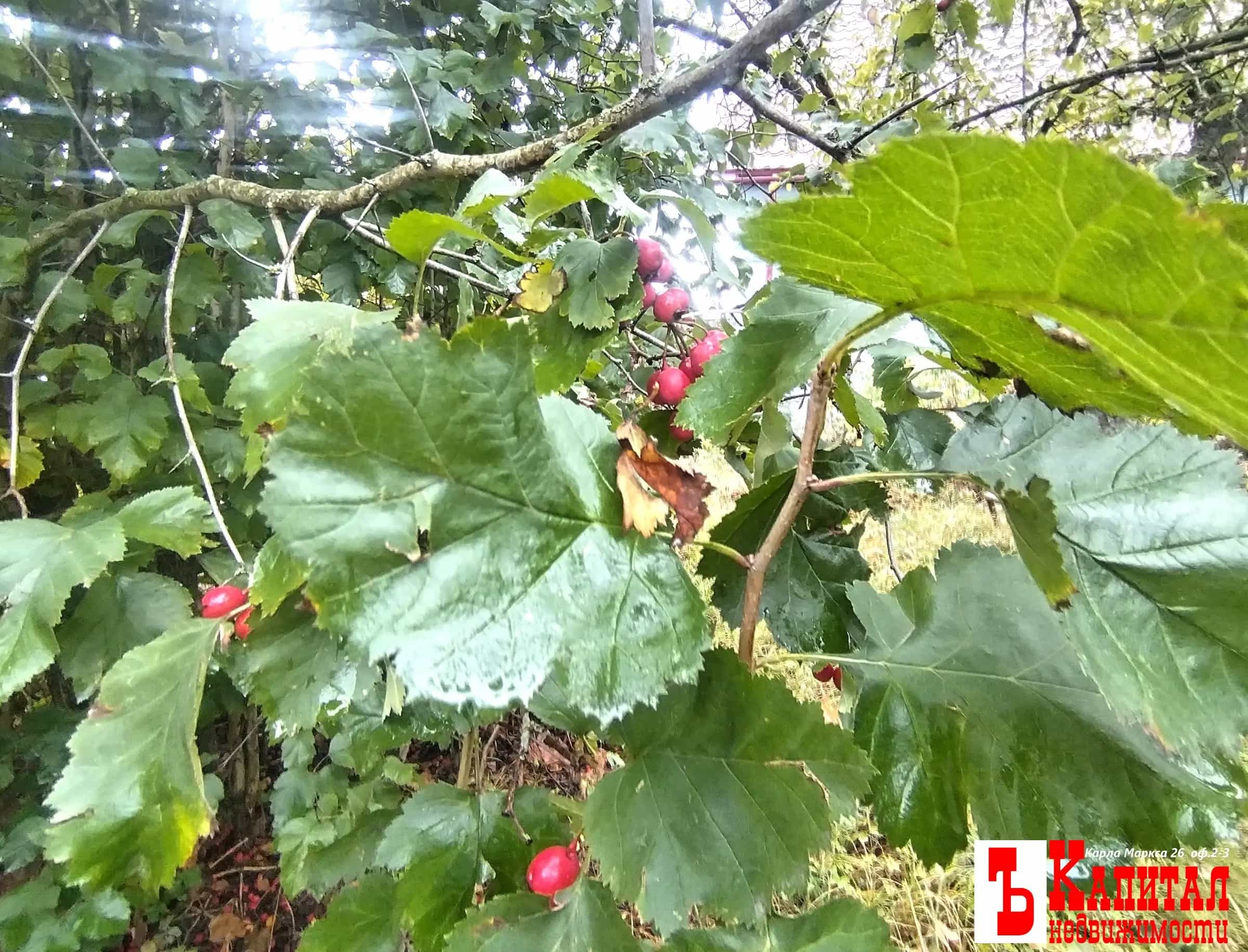 Беларусь, Гомельский район, Чёнковский сельсовет, посёлок Чёнки, улица Зайцева, 41, фото 15