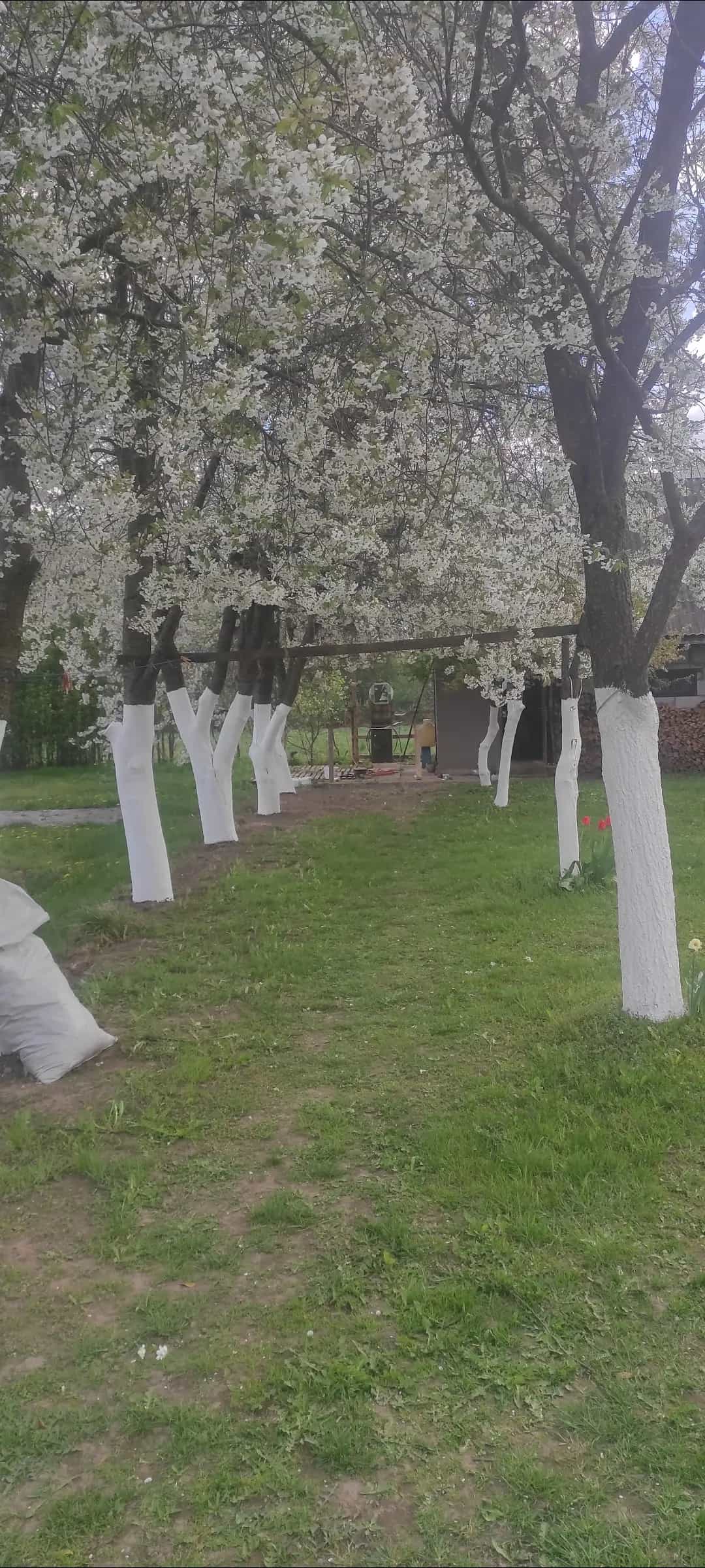 Беларусь, Могилёвская область, Осиповичский район, агрогородок Липень, улица Калинина, 6, фото 3