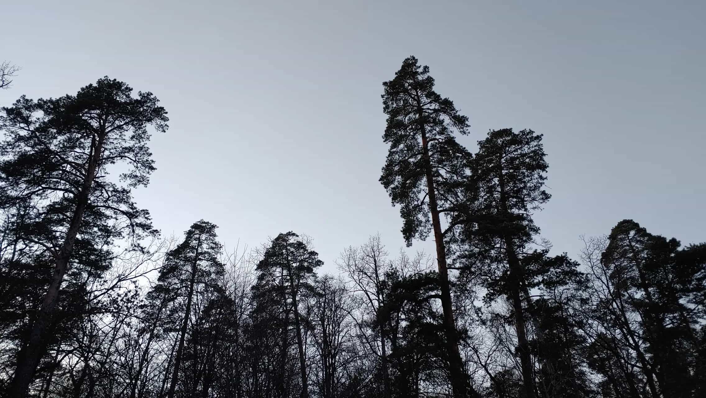 Беларусь, Гомельский район, Зябровский сельсовет, СТ Лисички, 17, фото 6
