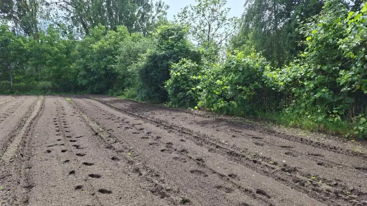 Беларусь, Брестская область, Жабинковский район, Ленинский сельсовет, деревня Чижевщина, Центральная улица, 71, фото 8