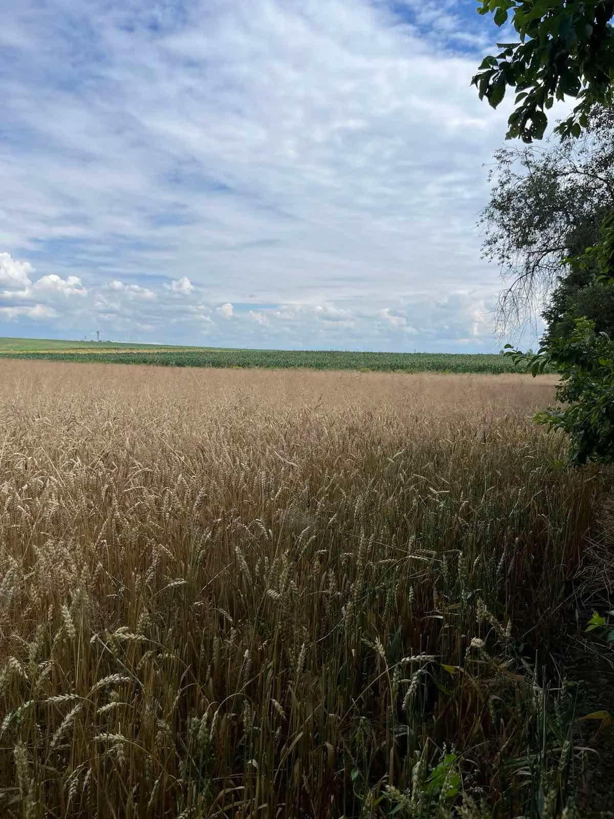 Беларусь, Минская область, Несвижский район, Городейский сельсовет, деревня Коптевщина, Центральная улица, 139, фото 19