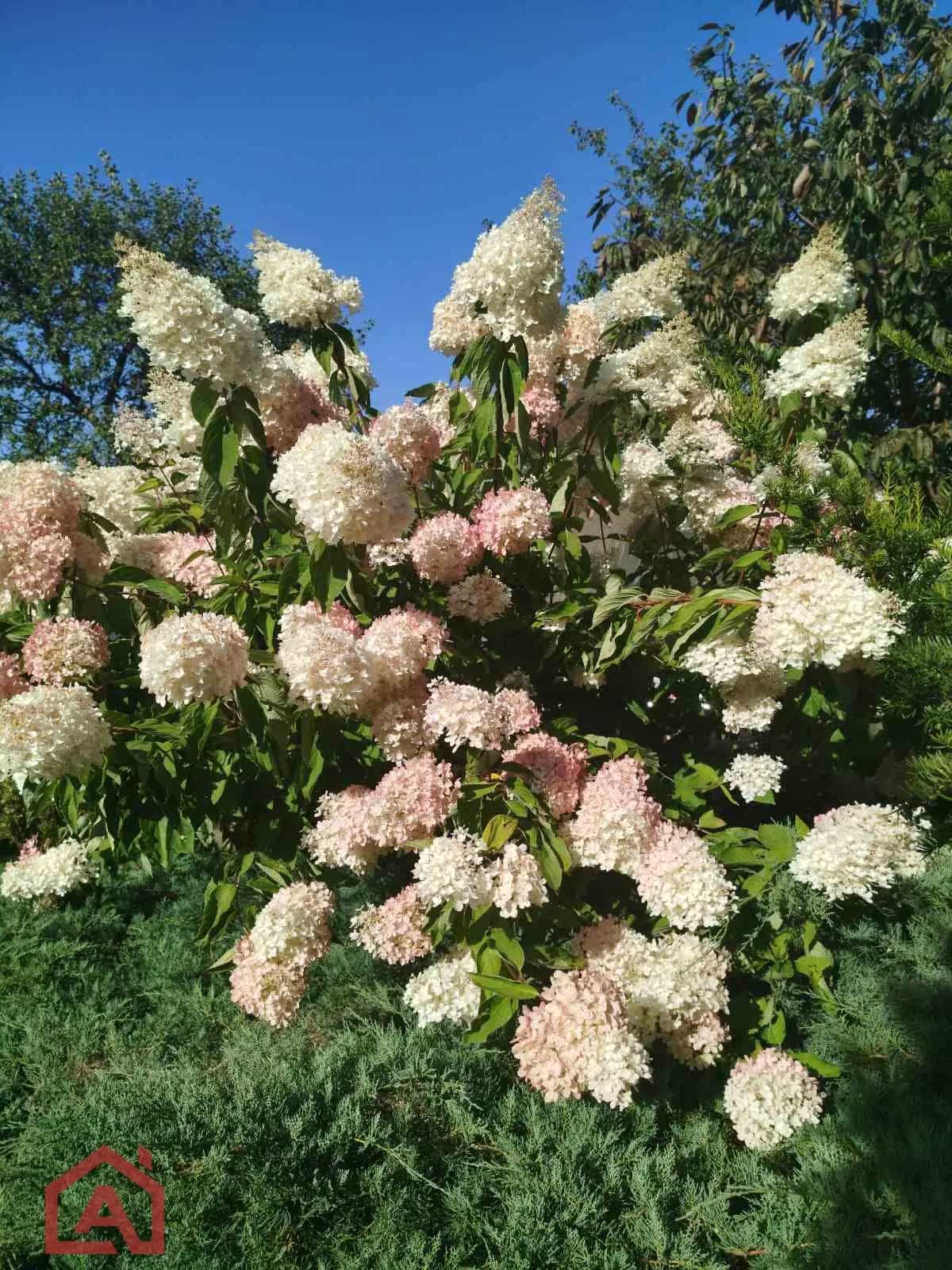Беларусь, Минский район, Новодворский сельсовет, СТ Связист-Плюс, 64, фото 19