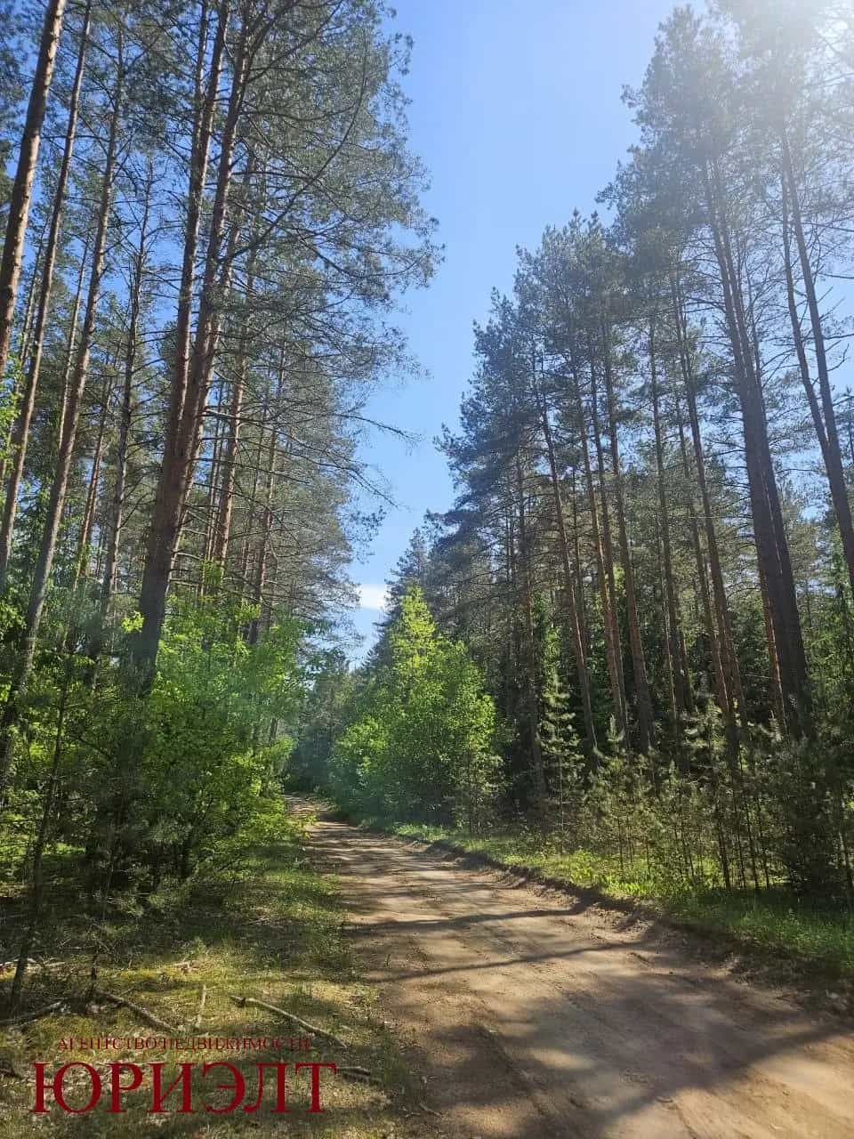 Беларусь, Витебская область, Бешенковичский район, Верхнекривинский сельсовет, деревня Шарипино, 7, фото 12