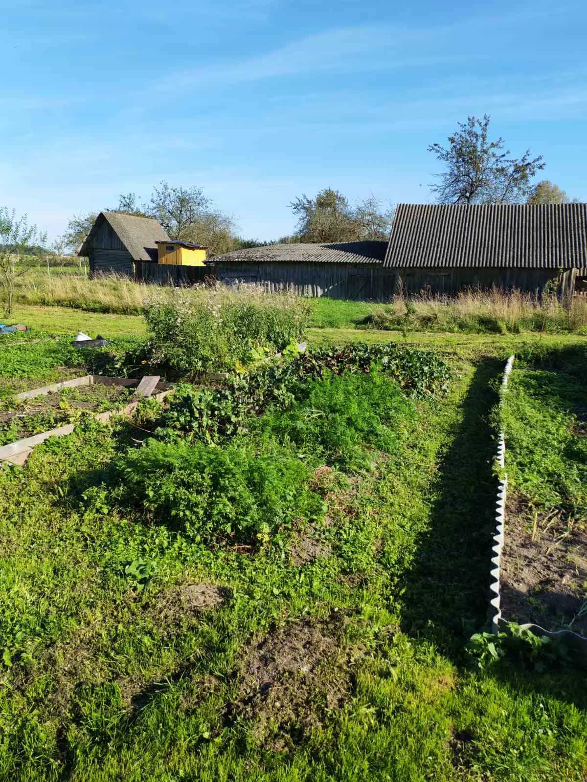 Беларусь, Гродненская область, Ошмянский район, Борунский сельсовет, деревня Трасеченяты, 32, фото 6
