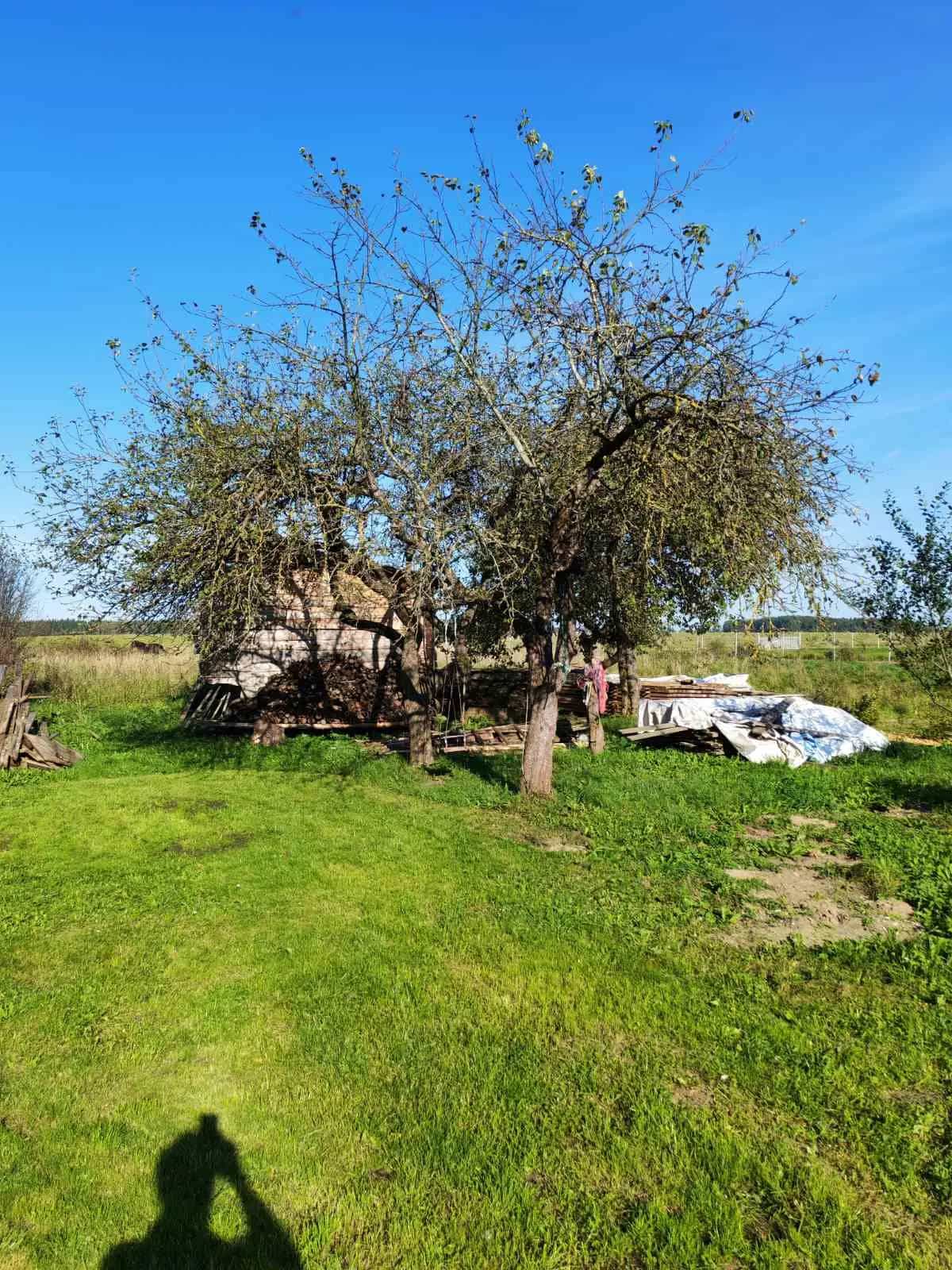 Беларусь, Гродненская область, Ошмянский район, Борунский сельсовет, деревня Трасеченяты, 32, фото 9