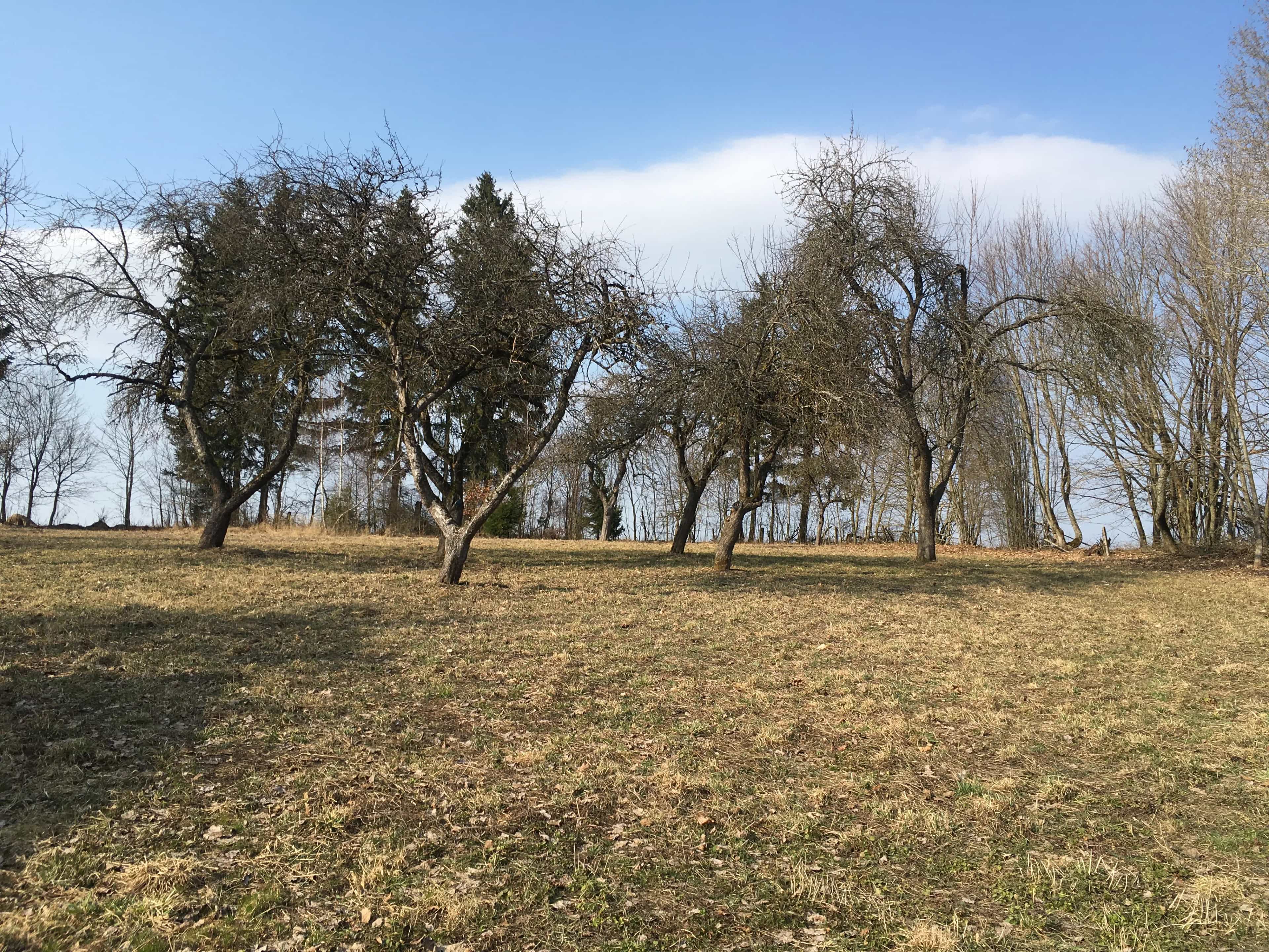 Беларусь, Гродненская область, Островецкий район, Ворнянский сельсовет, деревня Крыжовка, 10, фото 16