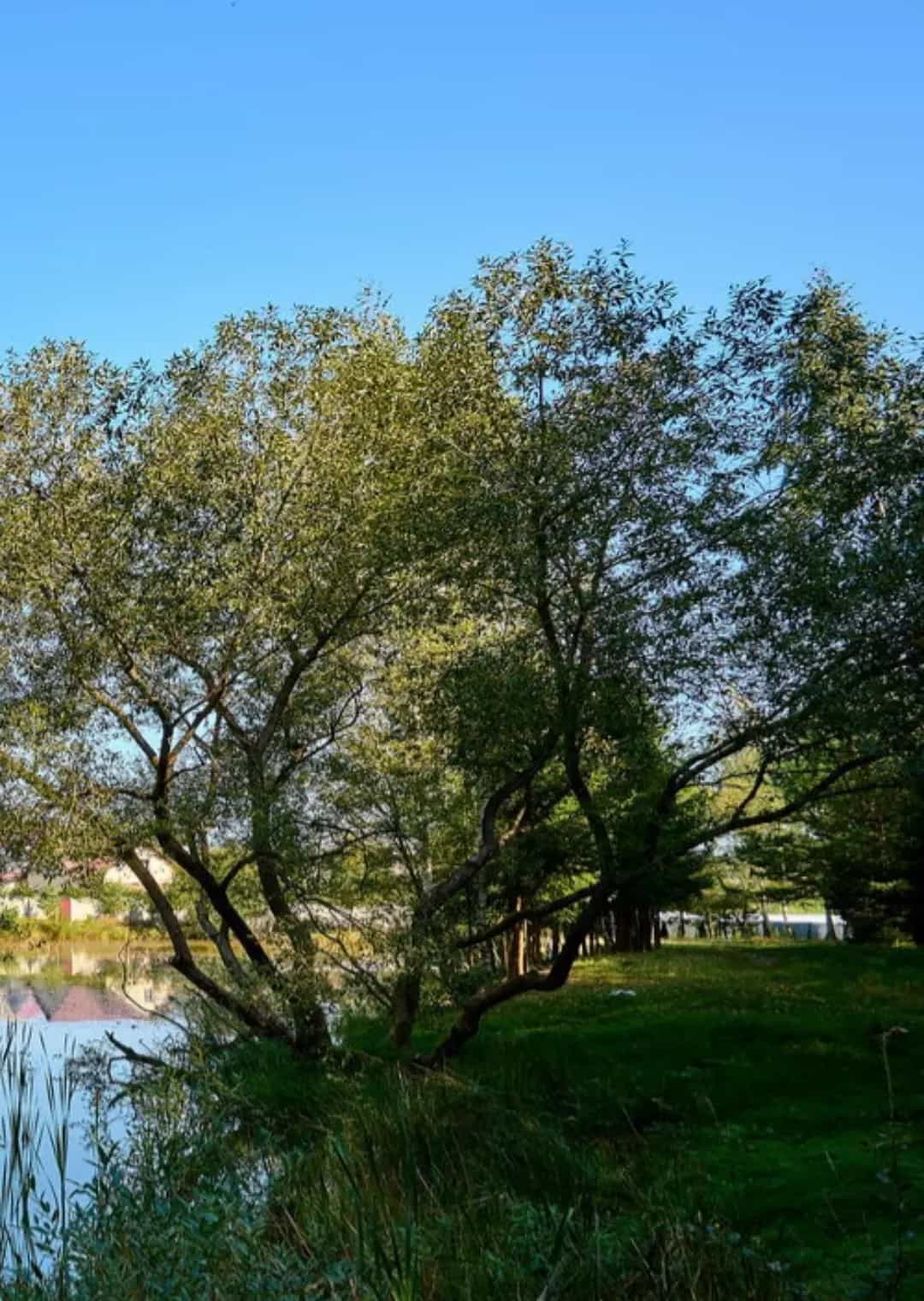 Беларусь, Минский район, агрогородок Колодищи, Сиреневая улица, 39, фото 11