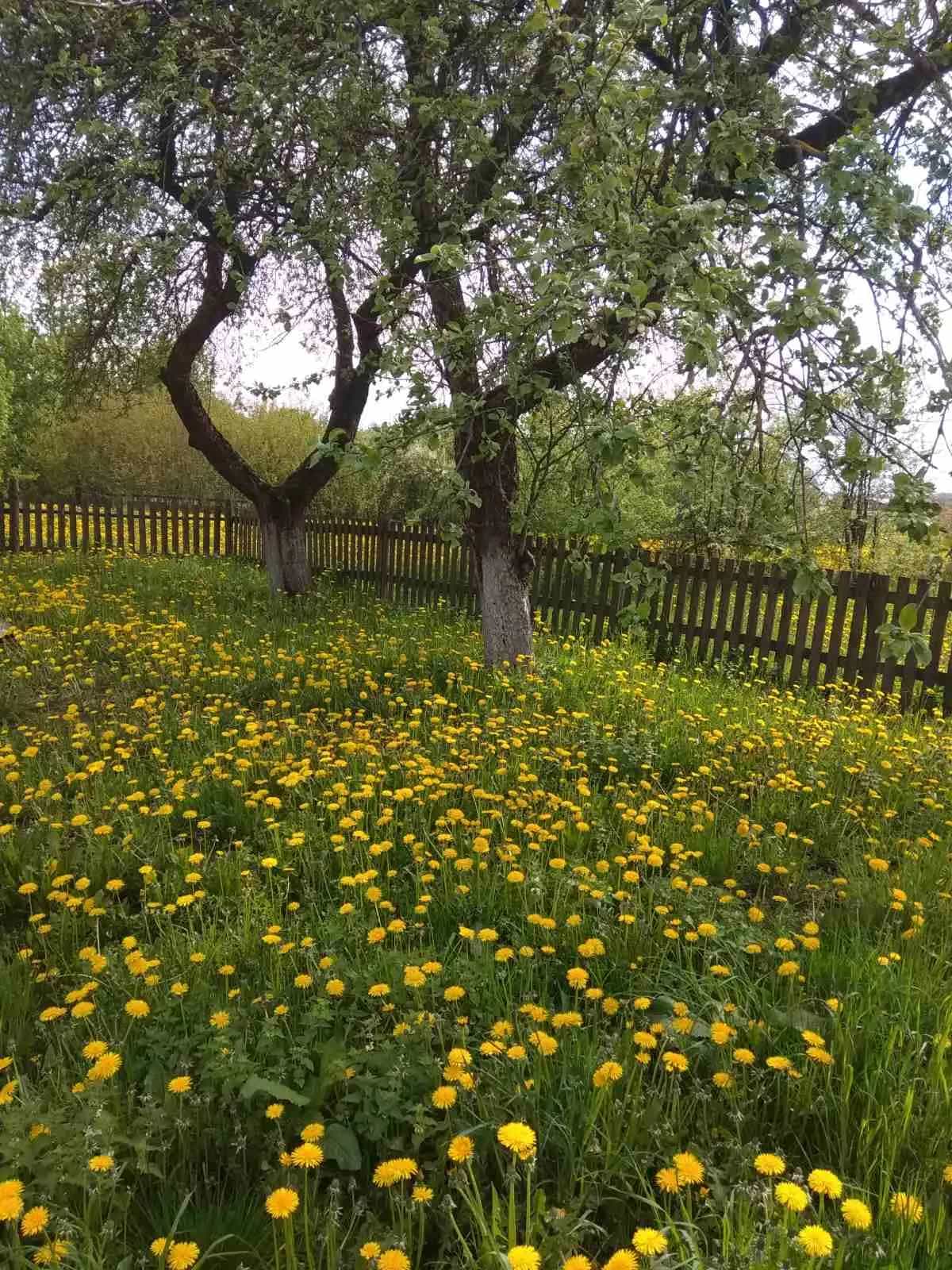 Беларусь, Гродненская область, Сморгонский район, Кревский сельсовет, деревня Попелевичи, 21, фото 15