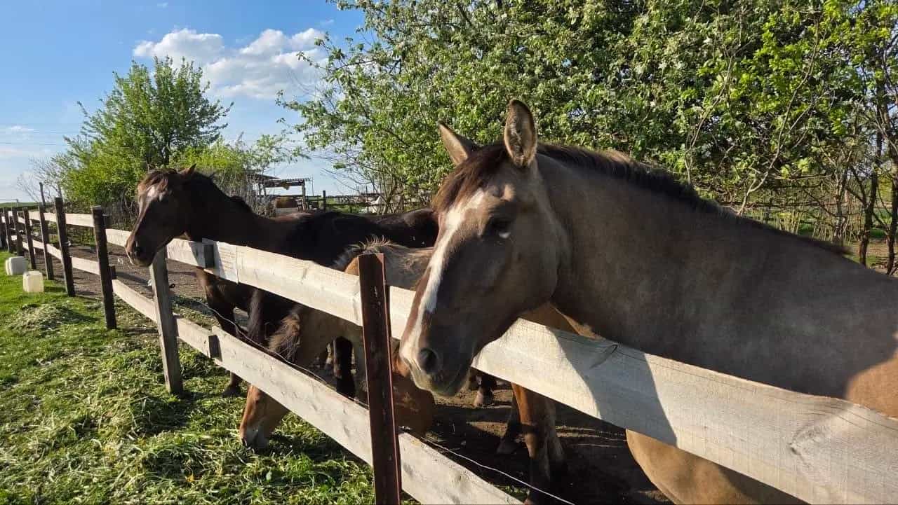 Беларусь, Минская область, Смолевичский район, Плисский сельсовет, деревня Лавля, 41, фото 12