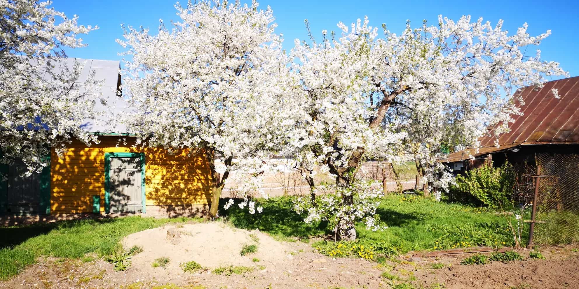Беларусь, Гродненская область, Кореличский район, Красненский сельсовет, деревня Заполье, улица Былича, 93, фото 9