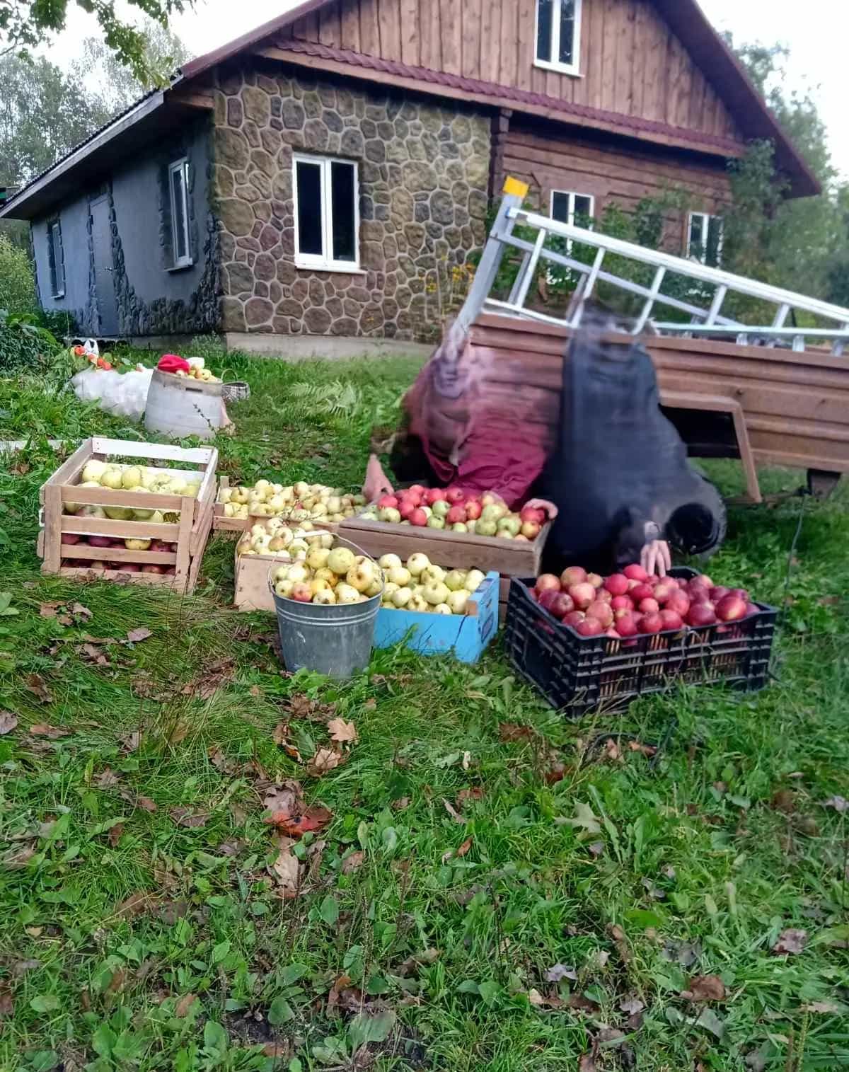 Беларусь, Гродненская область, Сморгонский район, агрогородок Вишнево, Школьная улица, 10