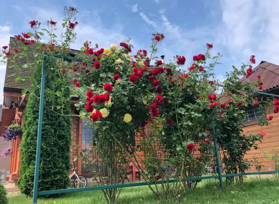 Беларусь, Минский район, Горанский сельсовет, деревня Крылово, Заславская улица, 10, фото 10