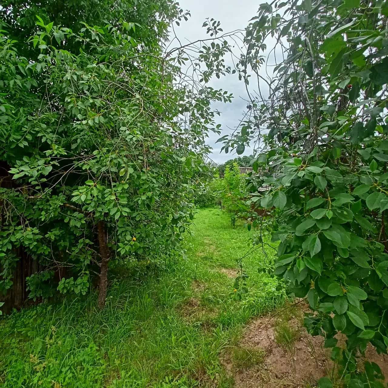 Беларусь, Витебская область, городской посёлок Бешенковичи, улица Лазо, 9, фото 5
