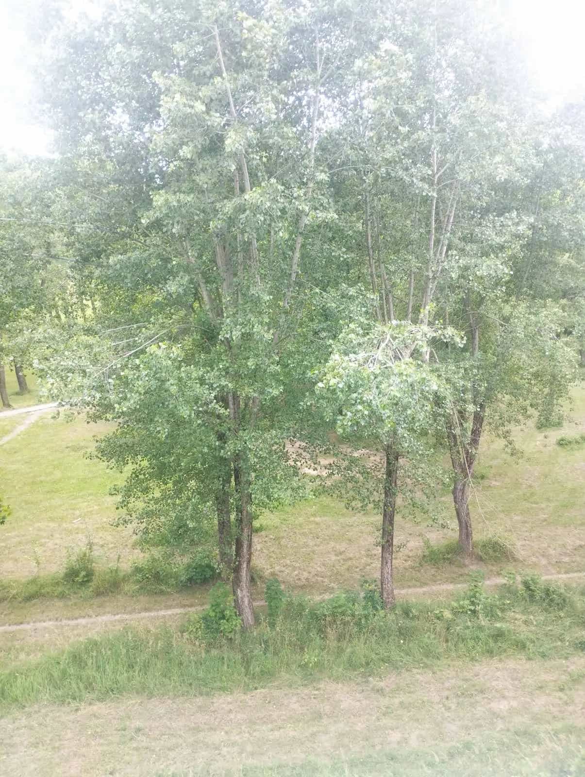 Беларусь, Могилёвская область, Осиповичи, улица Сумченко, 51, фото 8