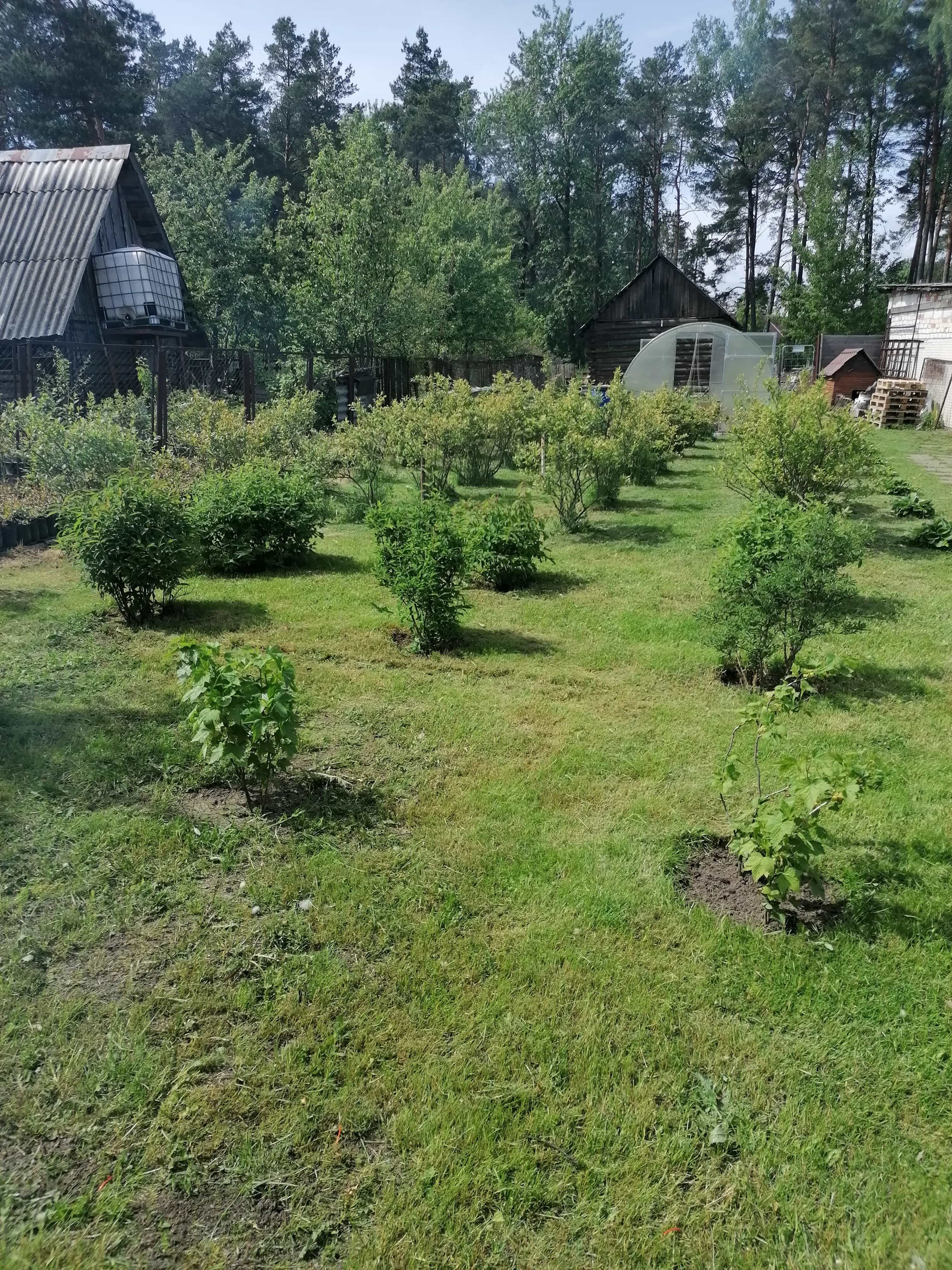 Беларусь, Минская область, Смолевичский район, городской посёлок Зелёный Бор, Заводской переулок, 13, фото 20