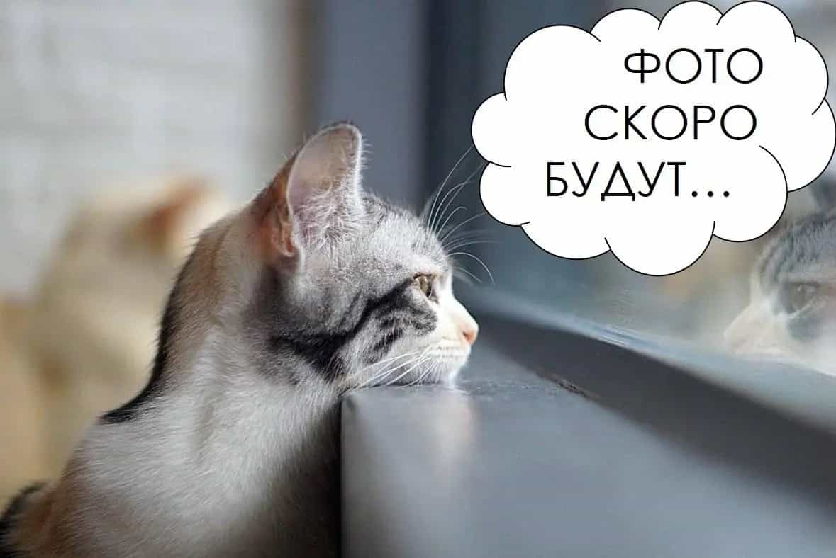 Беларусь, Минск, улица Олега Кошевого, 7, фото 3