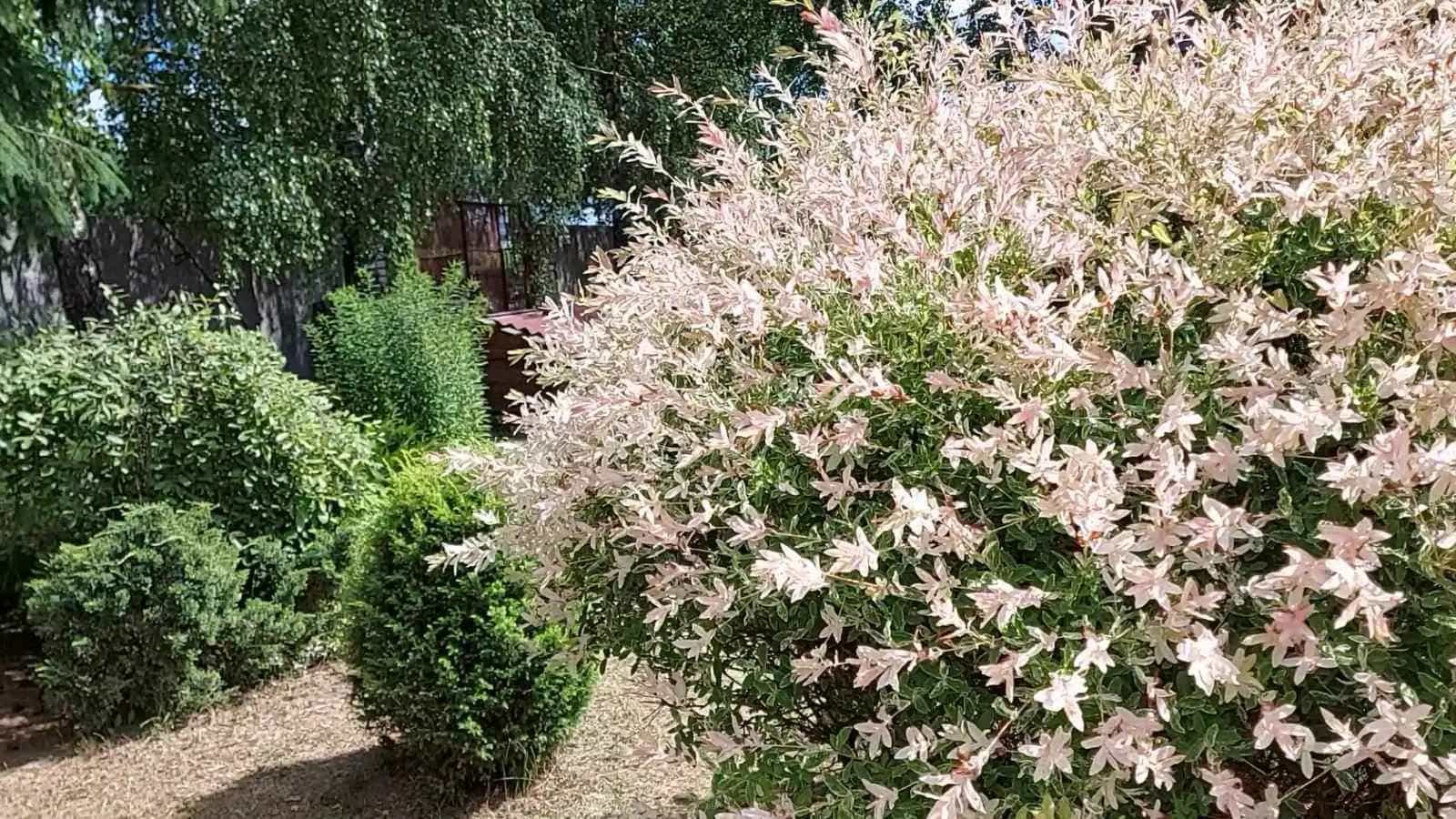 Беларусь, Гродненская область, Лида, 1-й переулок Александра Невского, 1, фото 9