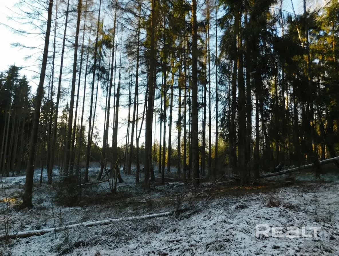Беларусь, Минская область, Смолевичский район, Озерицко-Слободской сельсовет, деревня Задомля, Солнечная улица, 1, фото 7
