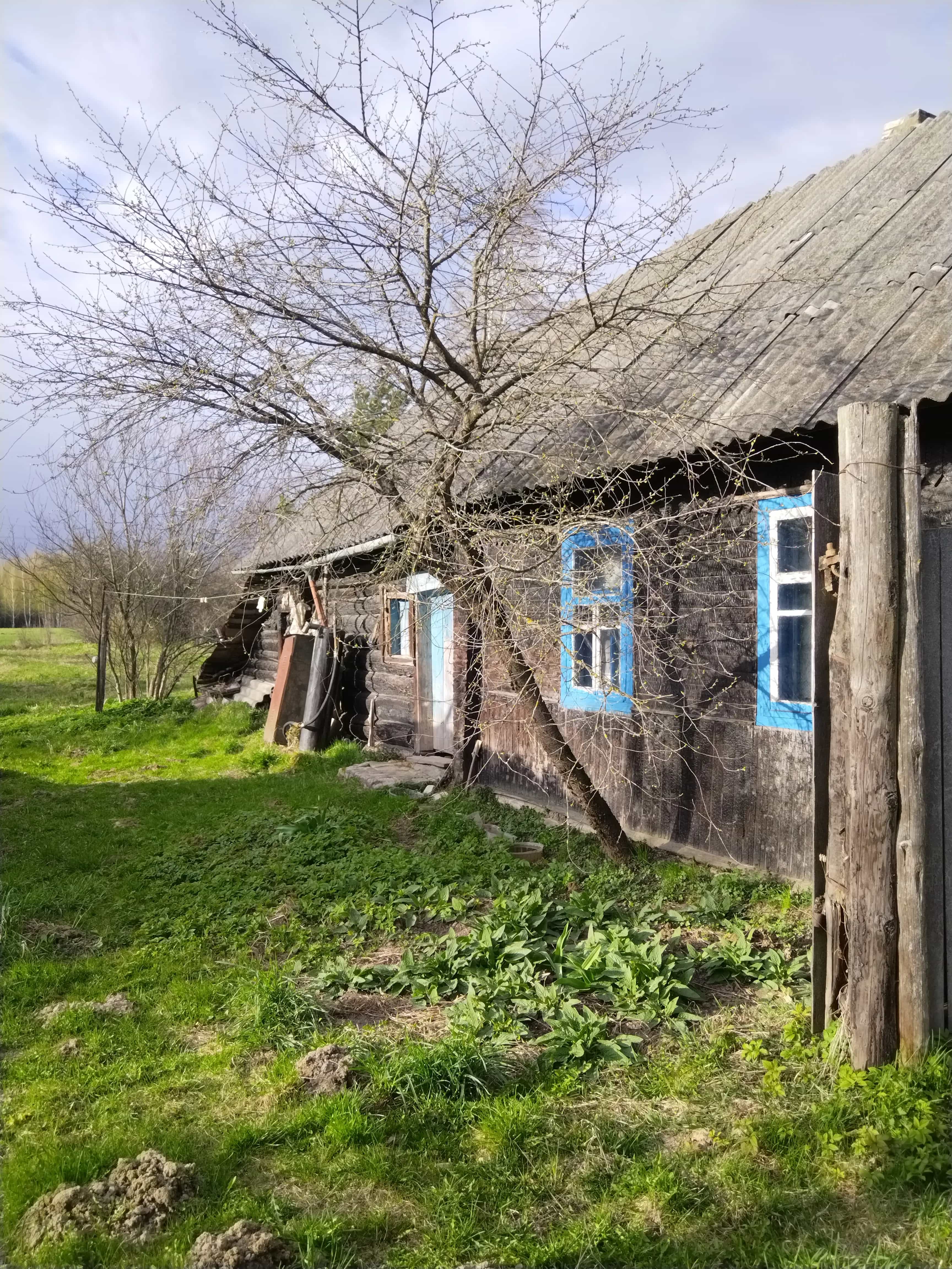 Беларусь, Витебская область, Оршанский район, Бабиничский сельсовет, деревня Румино, Центральная улица, 69, фото 6