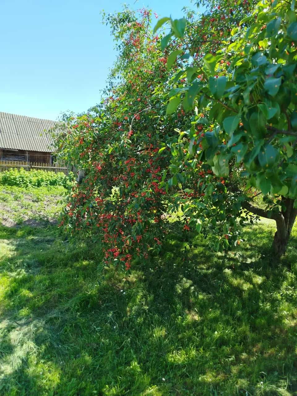 Беларусь, Брестская область, Пружаны, улица Калиновского, 47, фото 11