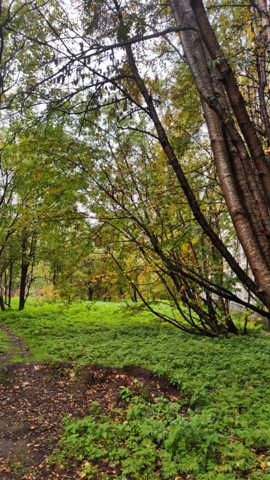 Россия, Мурманск, улица Александра Невского, 89, фото 16