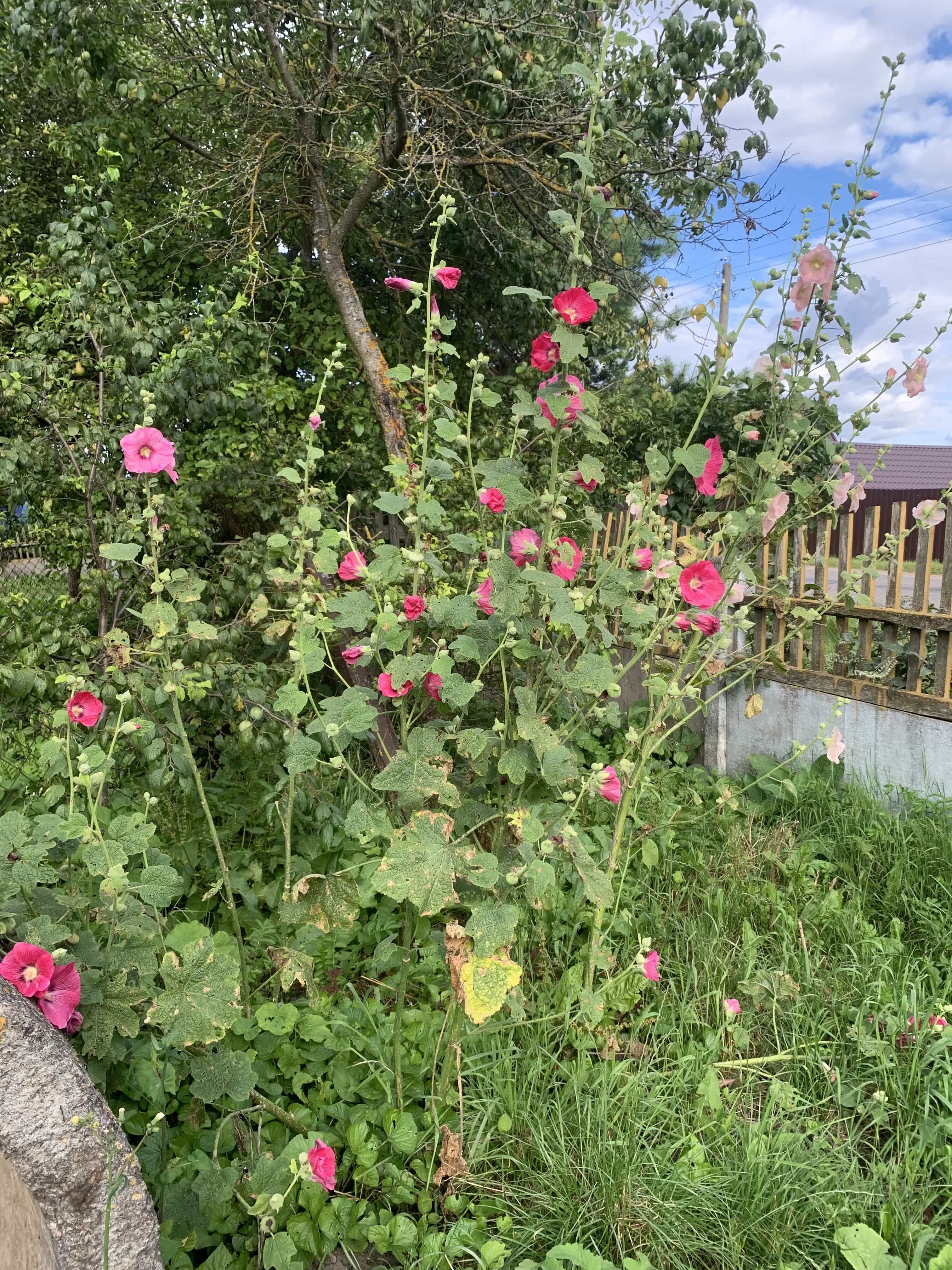 Беларусь, Витебская область, Оршанский район, агрогородок Заболотье, Заречная улица, 4, фото 17
