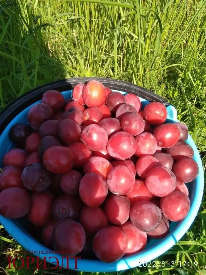 Беларусь, Витебский район, Летчанский сельсовет, СТ Вишнёвый Сад, 98, фото 2