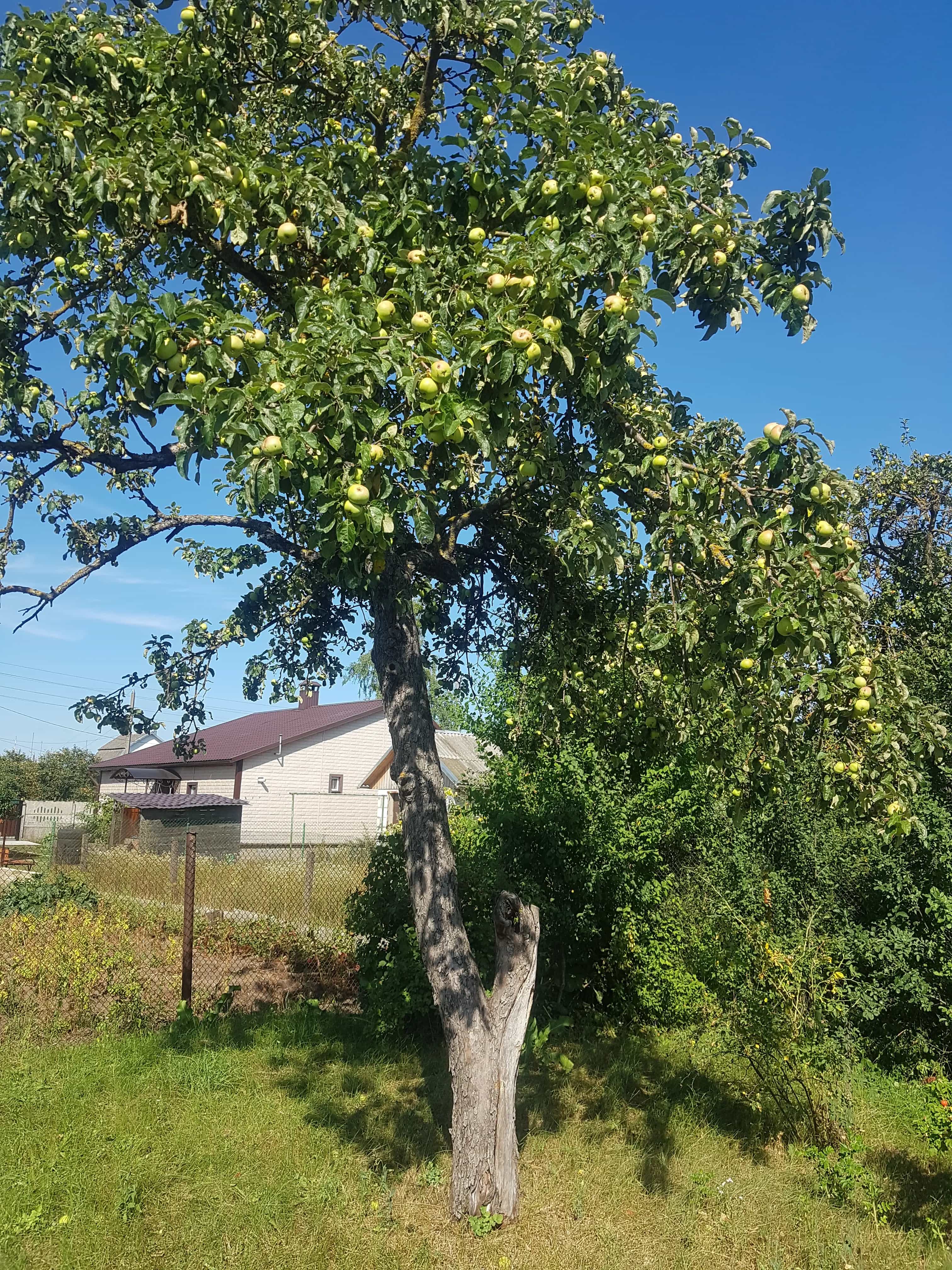 Беларусь, Гродненская область, Слоним, улица Гагарина, 78, фото 11