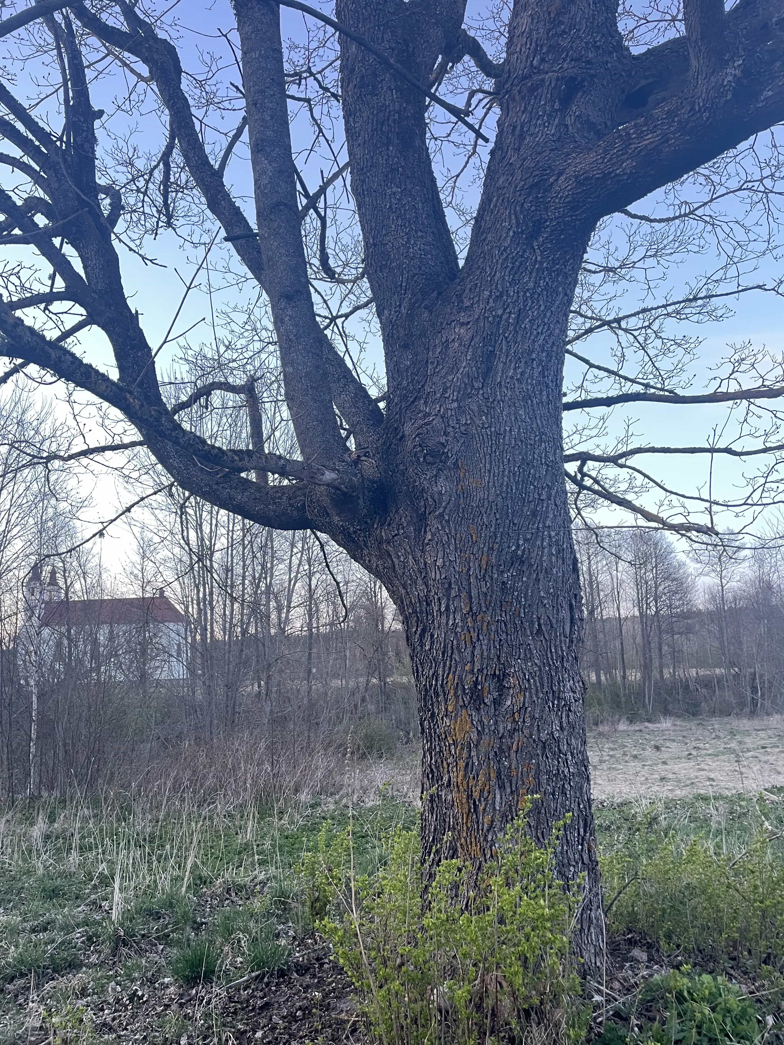 Беларусь, Гродненская область, Островецкий район, Ворнянский сельсовет, деревня Быстрица, Школьная улица, 3, фото 9