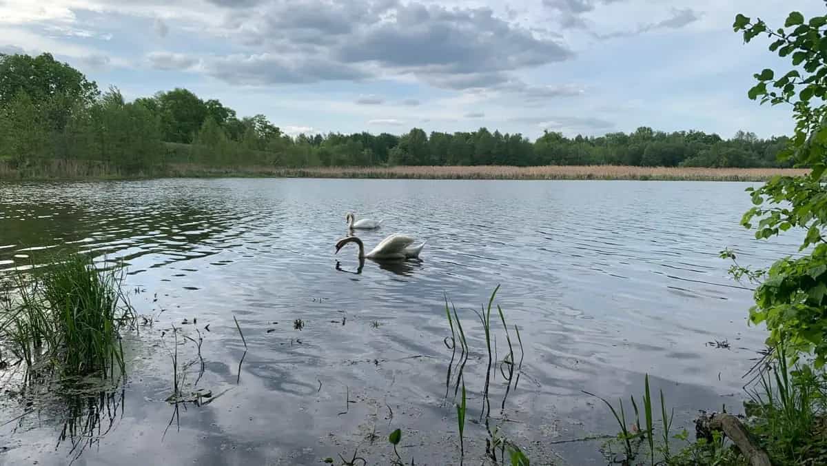 Беларусь, Могилёвская область, Осиповичский район, агрогородок Лапичи, Армейская улица, 1А, фото 19