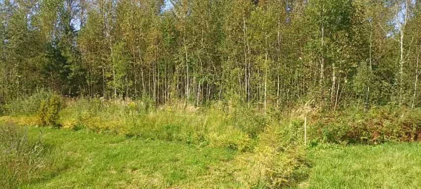 Беларусь, Витебский район, Новкинский сельсовет, СТ Надзея, 156, фото 2