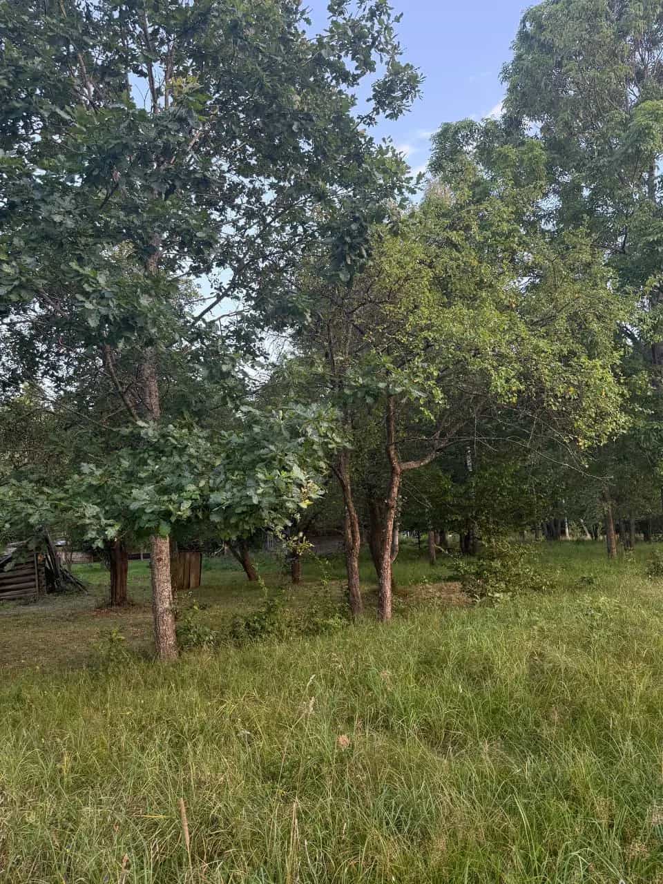 Беларусь, Гродненская область, Свислочский район, Добровольский сельсовет, деревня Жарковщина, 14, фото 12