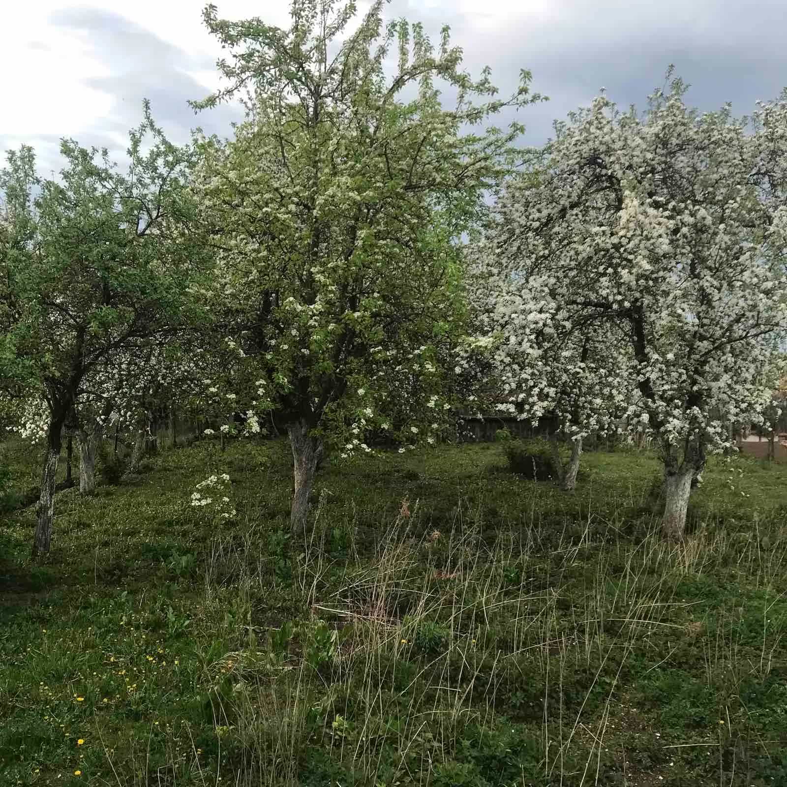 Беларусь, Брестская область, Барановичский район, агрогородок Миловиды, Молодёжная улица, 30, фото 22