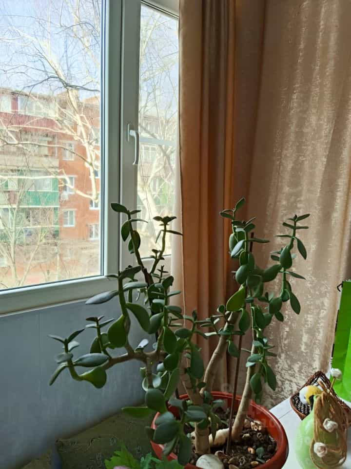 Россия, Республика Адыгея (Адыгея), Майкоп, улица Свободы, 417А, фото 6