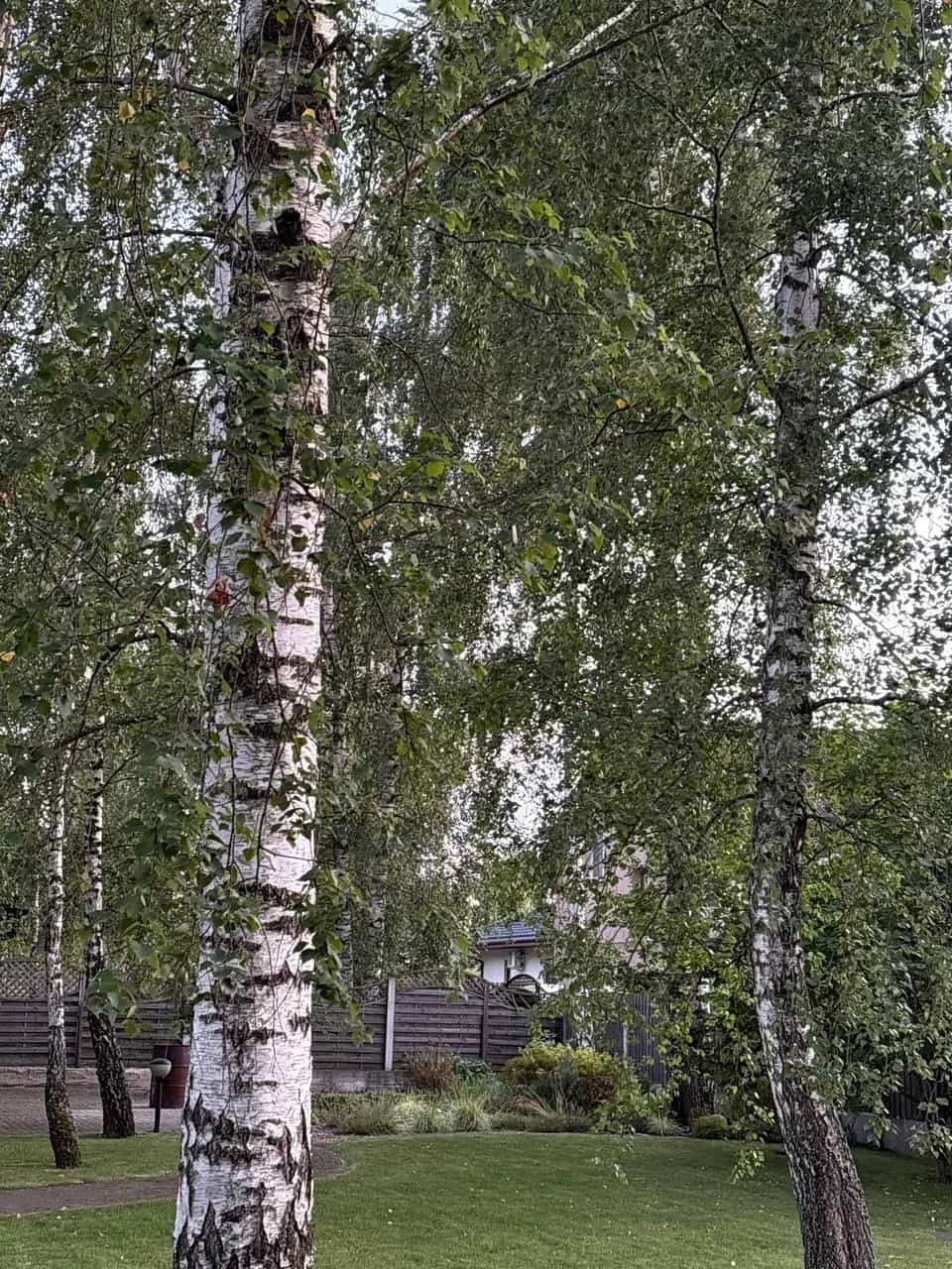 Беларусь, Минский район, агрогородок Колодищи, Летняя улица, 28, фото 8