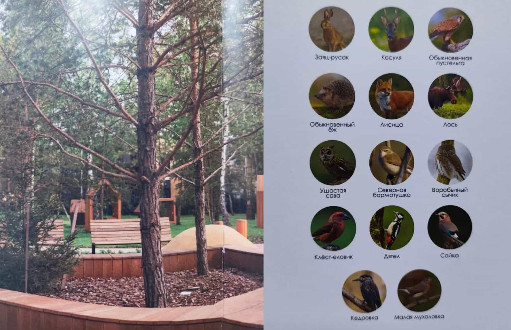 Беларусь, Минский район, агрогородок Колодищи, улица Серебряный Лес, 5Б, фото 5