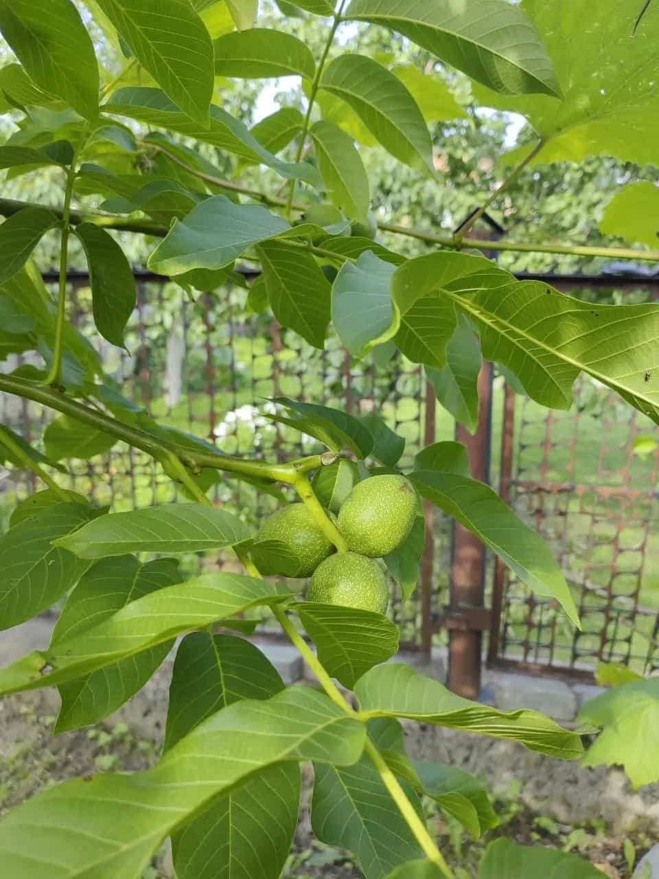 Беларусь, Гродно, Цветочная улица, 4, фото 20