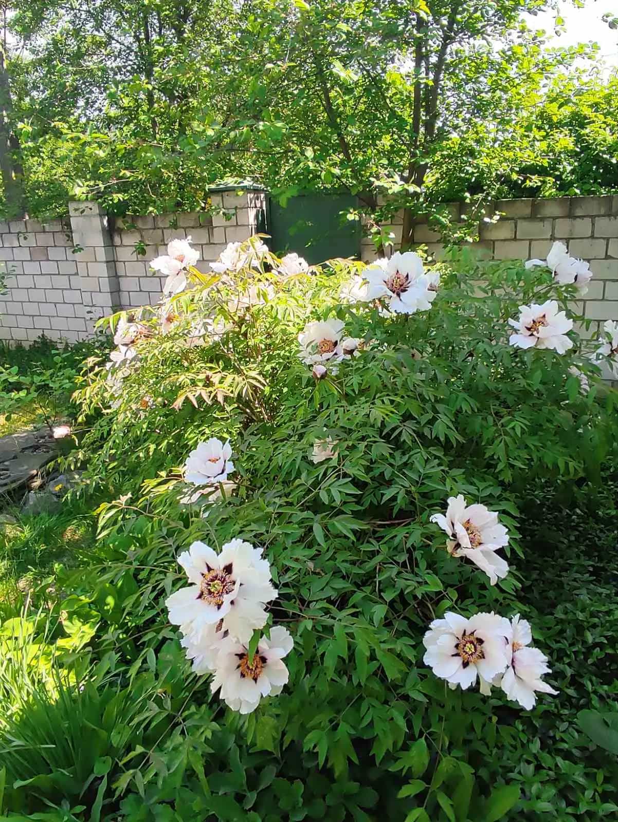 Беларусь, Гомельский район, агрогородок Поколюбичи, Луговая улица, 26, фото 17