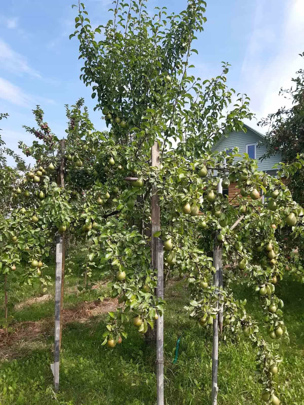 Беларусь, Гомельский район, агрогородок Поколюбичи, Луговая улица, 26, фото 24