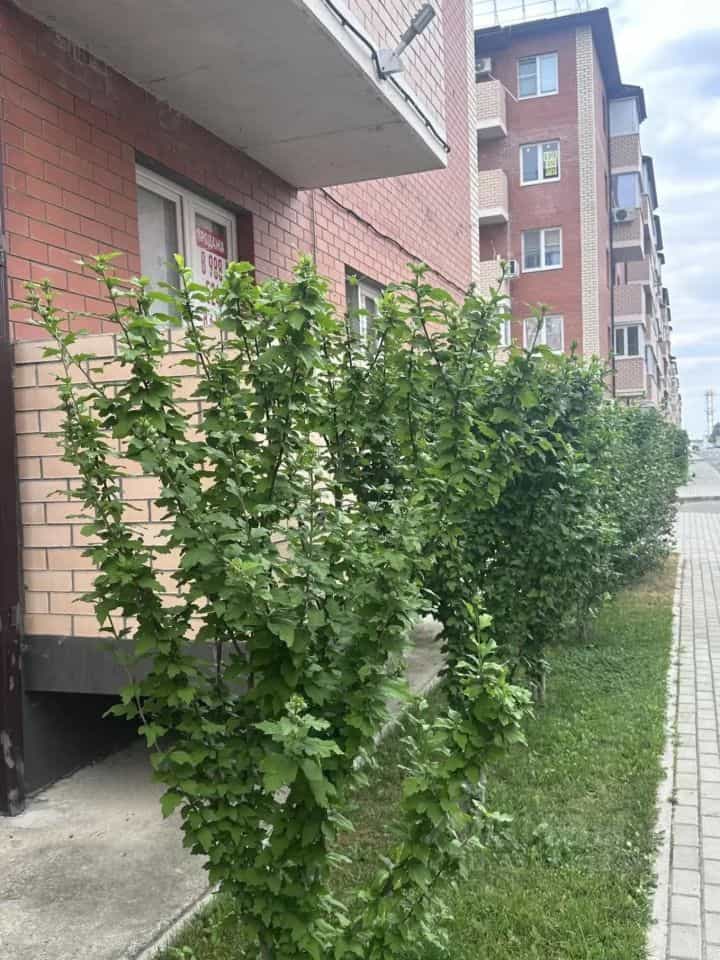 Россия, Республика Адыгея (Адыгея), Тахтамукайский район, Старобжегокайское сельское поселение, аул Новая Адыгея, улица Тургеневское шоссе, 33/2к24, фото 2
