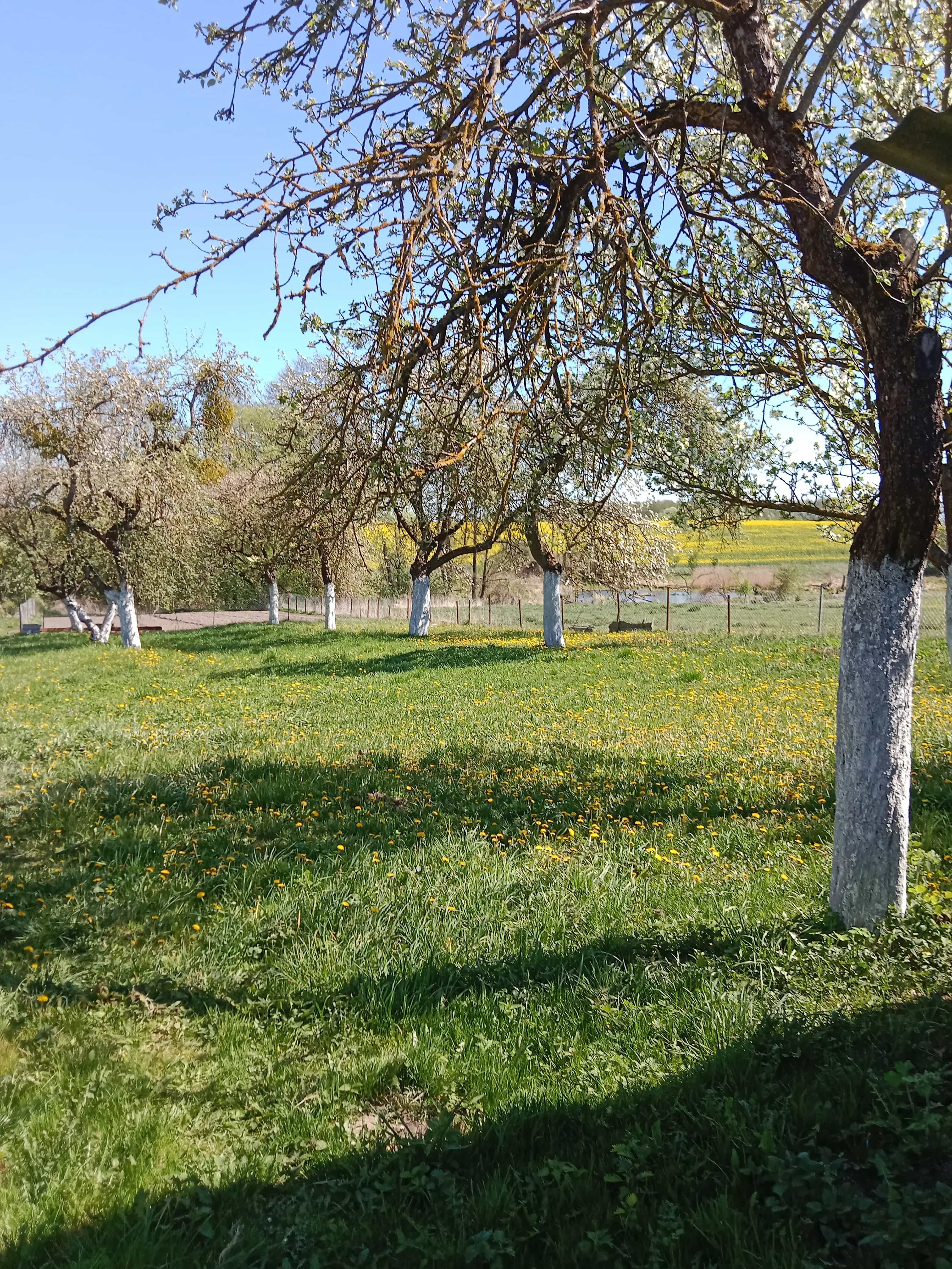 Беларусь, Гродненская область, Зельвенский район, Голынковский сельсовет, деревня Снежная, 31, фото 8