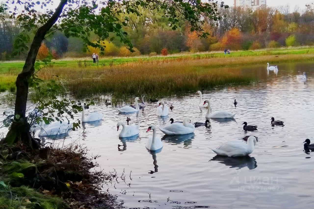 Россия, Калининград, улица Виктора Гакуна, 2, фото 41