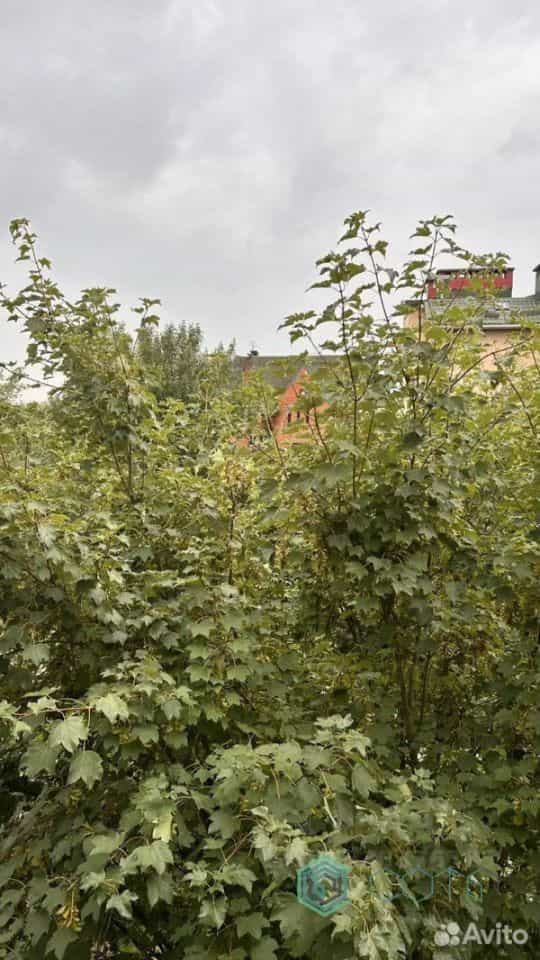 Россия, Калининград, Чувашская улица, 9, фото 3